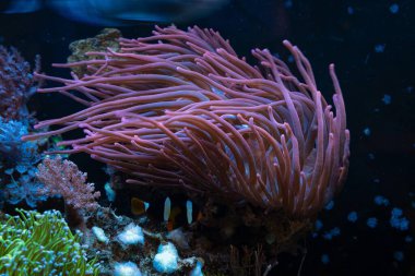 Clark 'ın anemonik balığı, pembe baloncuk uçlu deniz şakayığına saklanır, zehirli hayvan dokunaçlarını hareket ettirir ve balıkları korur, taş resifi deniz akvaryumuna profesyonel bakım, LED mavi ışık, serbest alan, cam kırılması