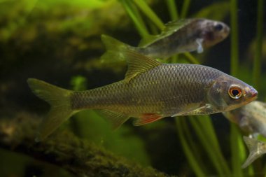 Esaret altındaki hamamböceği ve Avrasya Ruffe 'si, agresif türlerin birlikte yaşamasına ilişkin bilimsel araştırmalar, vahşi tatlı su balığı, Avrupa nehrinin biotope akvaryumu, LED düşük ışık havası, bulanık arka plan