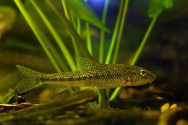 Gudgeon saklanmak için yüzer, akıllı minik tatlı su vahşi ve evcilleştirilmiş balıklar ılıman nehir biyopsi akvaryumunda, Avrupa nehir biyopsi akvaryumunda zengin bitki örtüsü,