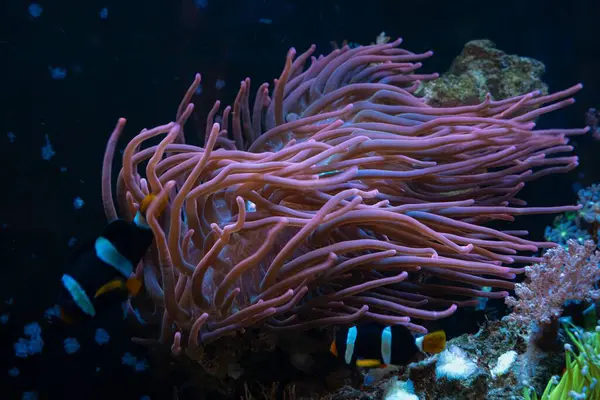 蛍光バブルチップアンデモン ピンクの動物の移動触手 およびプロのケア Ledブルーローライト フリースペース ガラスの屈折のためのぼやけたクラークのアンネオニーフィッシュ 石造りのサンゴ礁の海洋水族館を保護します — ストック写真
