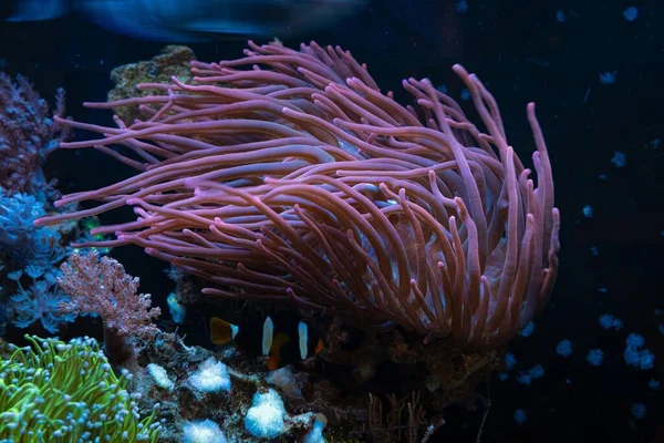 ピンクのバブルチップアンデモン 毒動物の移動触手 魚を保護し 石リーフ海洋水族館 Ledブルーローライト フリースペース ガラス屈折のためのプロのケア — ストック写真