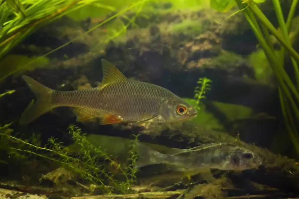 stock image common roach and blurred Eurasian ruffe, wild freshwater fish, omnivore coldwater species, European river planted biotope aquarium, LED low light mood, elodea aquatic plant, shallow dof background