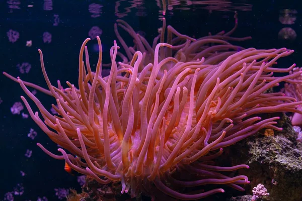泡の先端のエネモン 大きい口頭ディスクの長いピンクの触手 強い水流の食糧のための動物の狩り 経験豊富な水族館 Ledの低いライトのための生きている岩のコイカの石の設計 礁の海洋水族館の趣味 — ストック写真