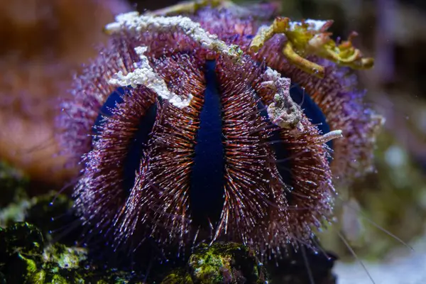 Blue Tuxedo Urchin Long Tentacle Fluorescent Animal Agglutinate Debris Reef — Stock Photo, Image