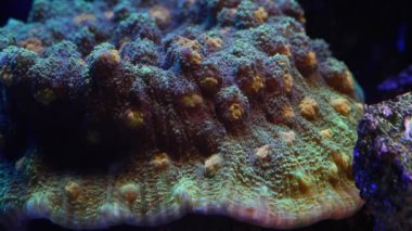 Uzay istilası mercan polipsi stres altında, floresan hayvan canlı kayanın üzerinde yetişiyor, akvaryumcu için pahalı bir evcil hayvan, LED aktinik mavi düşük ışık, nano resif deniz akvaryumu detayı, makro konsept