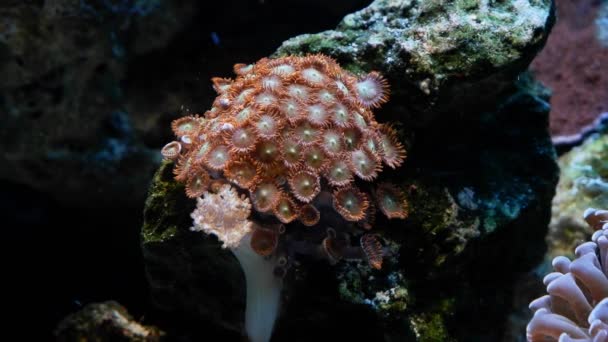 Turuncu Zoanthus Kolonisi Canlı Kayayı Istila Eder Floresan Yumuşak Mercan — Stok video
