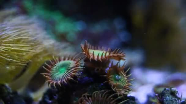 绒毛虫群有可能是群体动物 荧光息肉在层流中移动 活跃的动物在纳米珊瑚礁海洋水族馆中生长 受欢迎的要求宠物 蓝光Led低光 — 图库视频影像