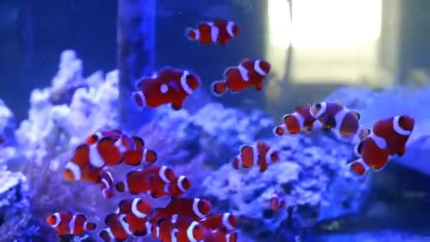 Ocellaris Clownfish Shoal Swim Marine Aquarium Coral Farm Fish Breeding — Vídeo de Stock