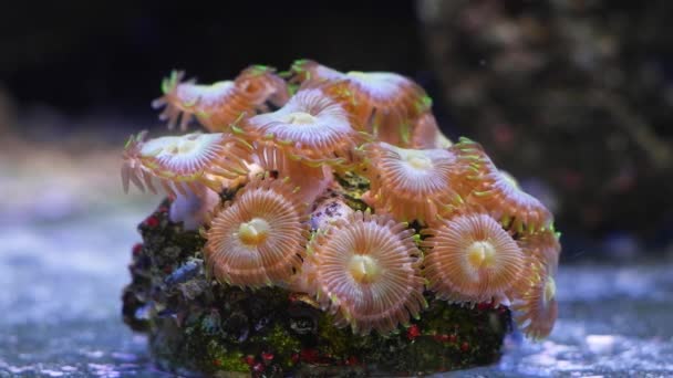 橙类动物在活岩石上生长 荧光软珊瑚息肉在强流动 纳米珊瑚礁海洋水族馆 受欢迎的宠物种类在蓝色Led低光下发光 专业昂贵的业余爱好 — 图库视频影像