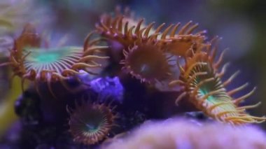 Zoanthid kolonisi muhtemelen Zoanthus sosyetesi, floresan polip laminar akışında, aktif hayvan Nano resif deniz akvaryumunda yetişiyor, popülerlik isteyen evcil hayvan, mavi LED düşük ışık, güzel bokeh