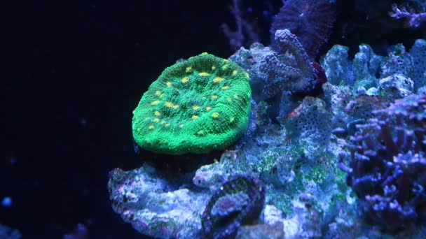 太空入侵者白垩珊瑚在压力下 荧光动物息肉生长在活体底部 昂贵的要求宠物 Led阳离子蓝光 纳米珊瑚礁海洋水族馆细节 宏观概念 — 图库视频影像