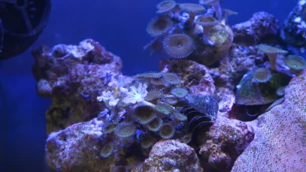 花椰菜息肉菌落生长在活岩石上 顽强的动物头部流动 纳米珊瑚礁海洋水族馆底部水景 Led阳离子蓝光 初学者容易爱抚 有选择的焦点 — 图库视频影像