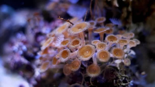 花椰菜褐色按钮息肉移动头部并在流动中寻找食物 活岩石上的动物聚居地 纳米珊瑚礁海洋水族馆水景 Led放光 初学者的宠物 有选择的焦点 — 图库视频影像