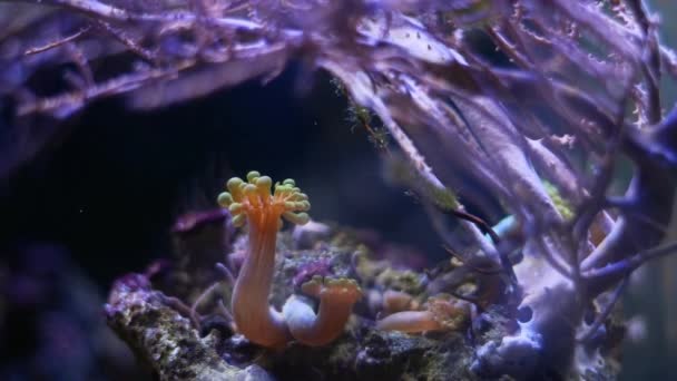 翠绿的大型海葵害虫 死了的大猩猩树枝下的水流中的小触角 活的岩石水族馆标志 珊瑚礁海洋水族馆的业余爱好 光影游戏 Led蓝光 — 图库视频影像
