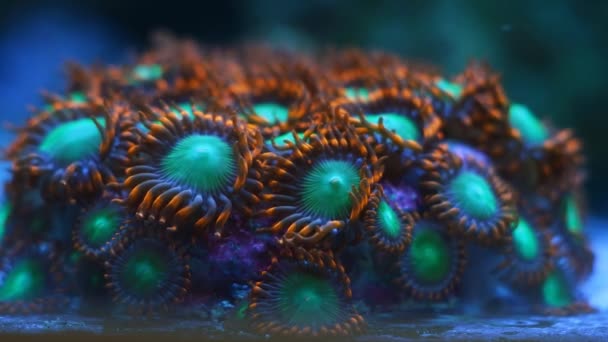 Koloni Dan Api Zoanthus Polip Koral Lunak Berpendar Bergerak Dalam — Stok Video