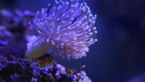 皮革珊瑚花冠霓虹灯发光 动物息肉生长在塞子上 在强大的水流中移动生物资本触须 珊瑚养殖场海洋水族馆 初学者受欢迎的耐寒宠物 有选择的焦点 — 图库视频影像