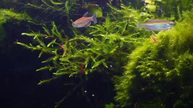 Kırmızı kirazlı Neocaridina karidesi temiz fontinalis yosunu, Amano tarzı ryoboku aquascape tasarımı, yemyeşil tropikal su bitkisi hava kabarcığı, Kongo tetra balığı, düşük LED ışığı, profesyonel akvaryum bakımı