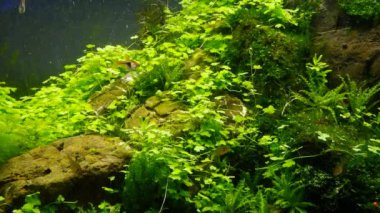 Çeşme yosunları hava kabarcığı, palequin rasbora popüler cüce balığı, yoğun verimli tropikal su bitkisi, Amano stili iwagumi taş su kuyusu, parlak LED ışığı, profesyonel akvaryum tasarım bakımı üretir.