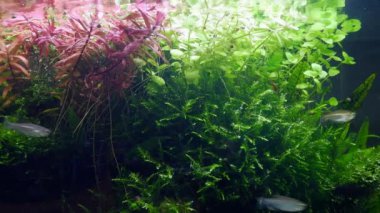 Çeşme yosunları hava kabarcığı üretir, bulanık Kongo tetra balığı, kirazlı Neocaridina karidesi temiz tropik su bitkisi, Amano stili ryoboku aquascape tasarımı, düşük LED ışığı, profesyonel akvaryum bakımı