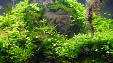 java yosunları hava kabarcığı üretir, palyaço rasbora cüce balığı, yoğun verimli tropikal su bitkisi, Amano stili iwagumi aquascape, parlak LED ışığında taş dokusu, profesyonel akvaryum tasarımı