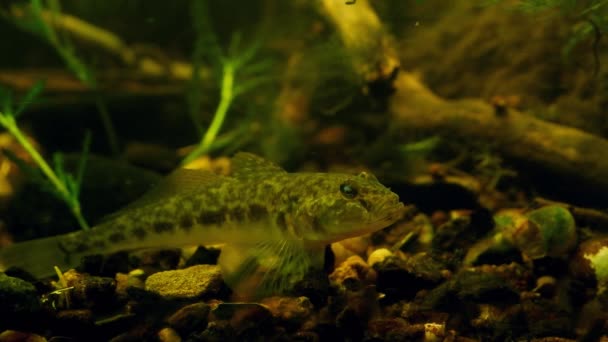 Adult Monkey Goby Rest Gravel Bottom Planted Temperate Biotope Aquarium — Stock Video