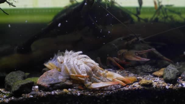 Smal Kreeftachtige Exoskelet Zandbodem Schimmel Onder Drijfhout Beplant Biotoop Aquarium — Stockvideo
