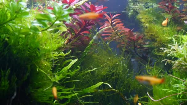 Водные Растения Растительность Двигаться Потоке Пресноводные Ryoboku Амано Акваскейп Посаженные — стоковое видео