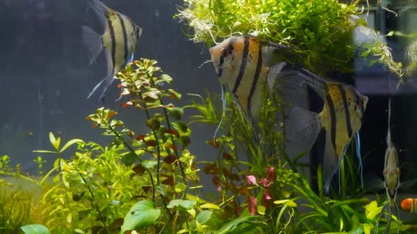Angelfish Shoal Iwagumi Stijl Aquarium Aquatische Planten Ecosysteem Rustige Ontspannen — Stockvideo