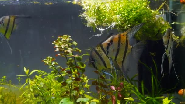 Dorosłych Angelfish Płycizna Akwarium Stylu Iwagumi Zdrowy Ekosystem Roślin Wodnych — Wideo stockowe