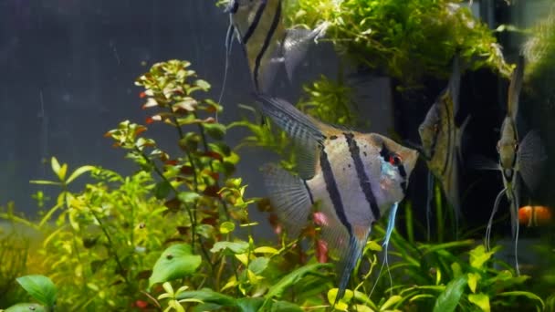 Adulto Angelfish Shoal Aquário Ecossistema Estilo Iwagumi Plantada Criaturas Estranhas — Vídeo de Stock