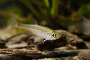 biotope akvaryumunda güneşli bir yüz, cüce tatlı su balığı gümüş tarafta, son derece uyumlu hayvan doğal davranışları, bulanık yüzlü su burnu, doğa kavramının güzelliği.