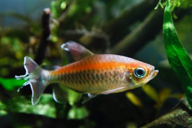 Kongo tetra genç erkek neon rengi, Afrika Kongo nehir havzası endemik, popüler süs balığı asidik siyah su habitatından doğal biyopsi, düşük ışık bokeh ekti