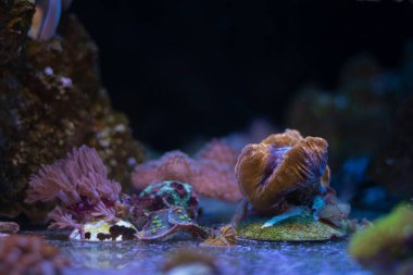 LPS stresteki beyin mercanı, dev anthelia parçası, canlı kaya ekosistemindeki hayvan, LED mavi düşük ışık, resif deniz akvaryumu, mercan çiftliği ekiminde deneyimli akvaryumcuların evcil hayvanı floresan.