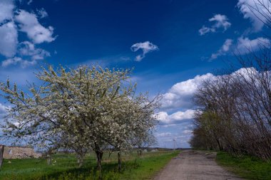 Ekşi kiraz ağacı cömert çiçekleri, ince dallar üzerinde küçük beyaz çiçekler ve tomurcuklar, dolambaçlı toprak yolda yağmur, nisan ayında ağır bulut, doğa kavramını hissetmek, harabeler ve ıssızlık.