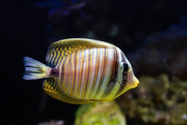 Kızıl Deniz yüzgeci tang, bulanık kaya arka planına yüzmekten korkan resif deniz akvaryumu, deneyimli akvaryum bakımı için vahşi yakalanan evcil türler, LED aktinik mavi düşük ışık popüler evcil hayvan