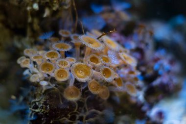 Yeşil ağızlı ay polip kolonisi güçlü akıntıda hareket eder, floresan yumuşak mercan hayvanı çözünmüş organik maddeyi emer, mavi LED düşük ışıkta popüler evcil hayvan, türler talep eder, nano resif deniz akvaryumu