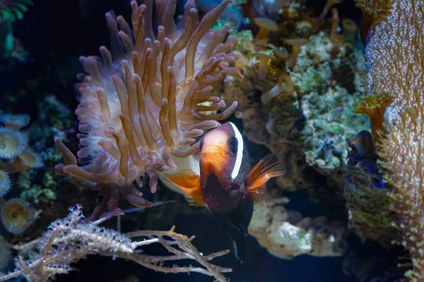 tomato clownfish feel safe in fluorescent bubble tip anemone, predator animal move long tentacles in flow and protect fish symbiosis, nano reef marine aquarium, live rock aquadesign, LED blue light