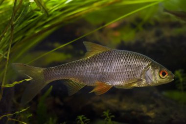 Yaygın hamamböceği portakal gözü, vahşi tatlı su balığı gümüş pulu, biotope Avrupa ılıman tasarım akvaryumu, son derece uyumlu soğuk su su otlağı bitki türleri, LED düşük ışık, sığ nokta