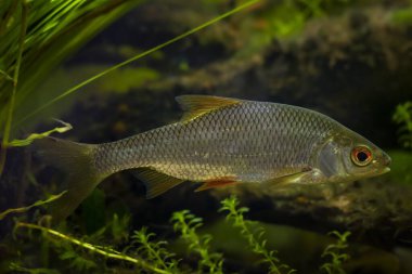Yaygın hamamböceği yüzüşü, vahşi tatlı su balığı gümüş pulu, sürüklenen akvaryum Avrupa ılıman tasarım akvaryumu, son derece uyumlu soğuk su su otlağı bitki türleri, LED düşük ışık, sığ nokta