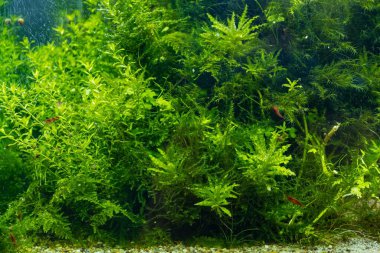 Tatlı sulardaki kırmızı sakura karidesi Amano stili su işareti, parlak LED ışığın canlı renkleri, su bitkileri profesyonel bakım, bulanık oksijen; su burnu arka planı, keşif ve araştırma konsepti