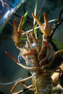 Tuna kerevitleri ön camda göbek gösteriyor, hayvan avcıları bacaklarını ve pençelerini oynatıyor, hornwort bitkisi, Avrupalı ekili biyo-akvaryum bozukluğu tasarımı, esaret altında yüksek uyum sağlayabilen tatlı su istilacı türler