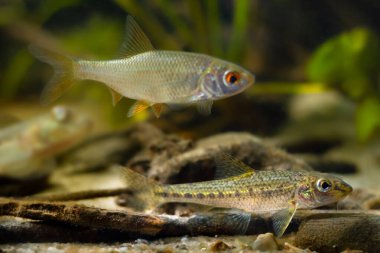 Yaygın hamamböceği ve barbel gudgeon, dal dalları, tatlı su vahşi Avrupa ılıman nehir biyo-akvaryumunda yakalanan evcil balık, adapte edilebilir soğuk su türleri, LED karanlık, hafif su işareti