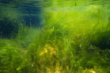 cladophora ve ulva hava kabarcığı, şnorkel altında littoral bölge, koquina taşında yeşil alg çalılığı, oksijen zengini tuzlu su biyopsisi, Odesa 'da yaz mevsimi, karanlık arka plan