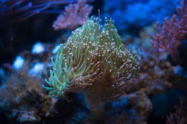 Duncan Coral, LPS yalnız hayvan polipleri laminar akışında hareket ettirir, deneyimli akvaryumcu için evcil hayvan talep eder LED aktinik mavi düşük ışık, canlı kaya ekosistem, nano resif deniz akvaryumu