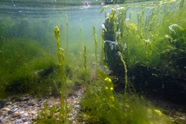 cladophora ve ulva yeşil çalılık kumlu zeminde yetişir, suyun altında littoral bölge, oksijen zengini hava kabarcığı, tuzlu su biotope, yırtık yosun bulanık çamurlu su, fırtına havası, bulanık arka plan
