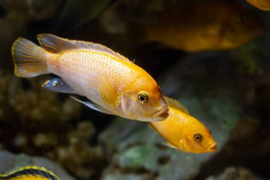 Esther Grant 'in Zebra yetişkin çifti, turuncu Malawi mbuna cichlid, yeni başlayan akvaryumcular için popüler süs türleri, LED düşük ışıklı sahte deniz akvaryumu, sığ dof, bulanık arka plan