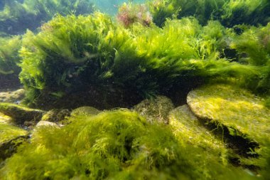 Bryopsis, Ulva, fırtına havasında cladophora yeşil algleri, laminar akışında yırtık alg pisliği çamurlu su, düşük tuzlu deniz biyo-su burnu, coquina taşı şnorkel, yüzey yansıması