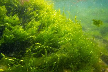 Ulva, cladophora yemyeşil yosunlar düşük tuzlu sularda yetişir. Karadeniz biyoposu, coquina taşından şnorkel, oksijen açısından zengin su yüzeyi yansıması, laminar akışında yırtık alg karışıklığı, güneşli hava.