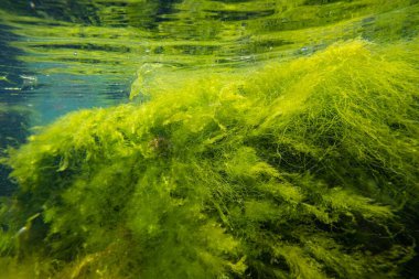 Bryopsis, Ulva, cladophora yeşil algleri laminar akışında, düşük tuzlu su biyopsileri, koquina taşı littoral bölge şnorkelleri, oksijen zengini su yüzeyi yansıması, yırtık alg karışıklığı, güneşli hava koşulları