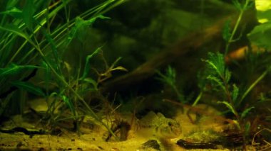maymun goby biotope akvaryumunda dinleniyor, vahşi bir şekilde Güney Böcek Nehri 'nden tatlı su balığı yakalıyor, bulanık arka planda omurgalı loach figürü, yemyeşil bir gölet otu bitkisi, son derece uyumlu, meraklı türler.